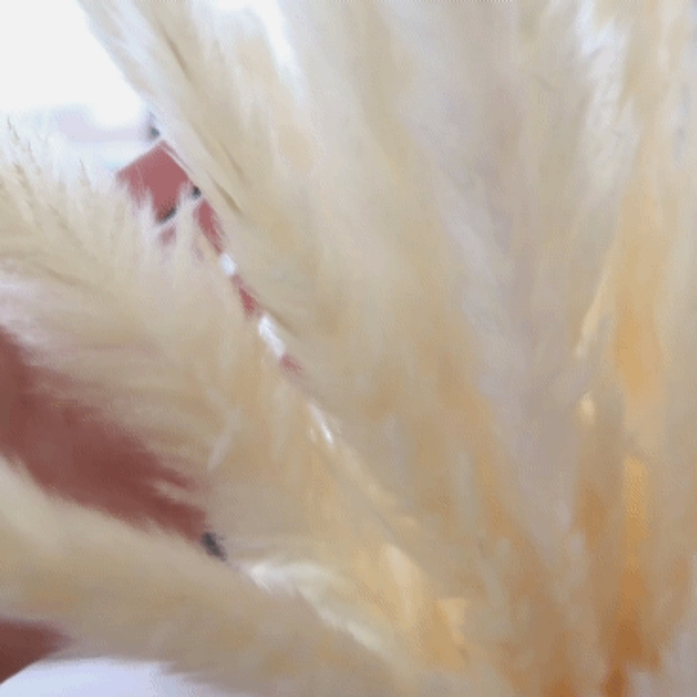 80 Stems Pampas Gift to mothers ! Wedding Center…